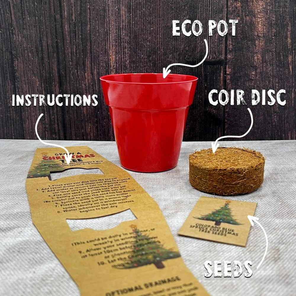 Grow Your Own Xmas Tree Seed Kit / Gardening Gift