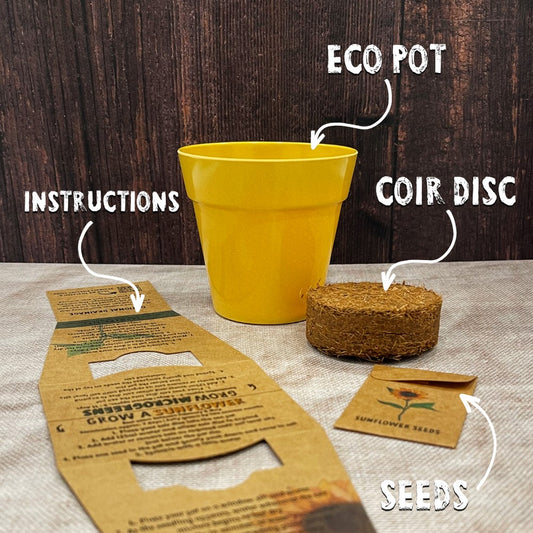 Grow Your Own Sunflower Seed Kit