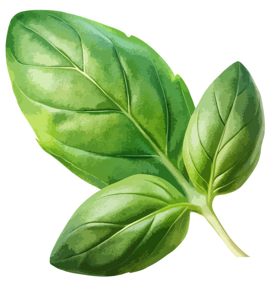 Educational Planting Project Pack - Basil