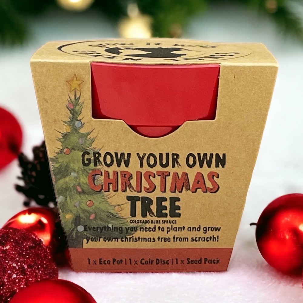 Grow Your Own Xmas Tree Seed Kit / Gardening Gift