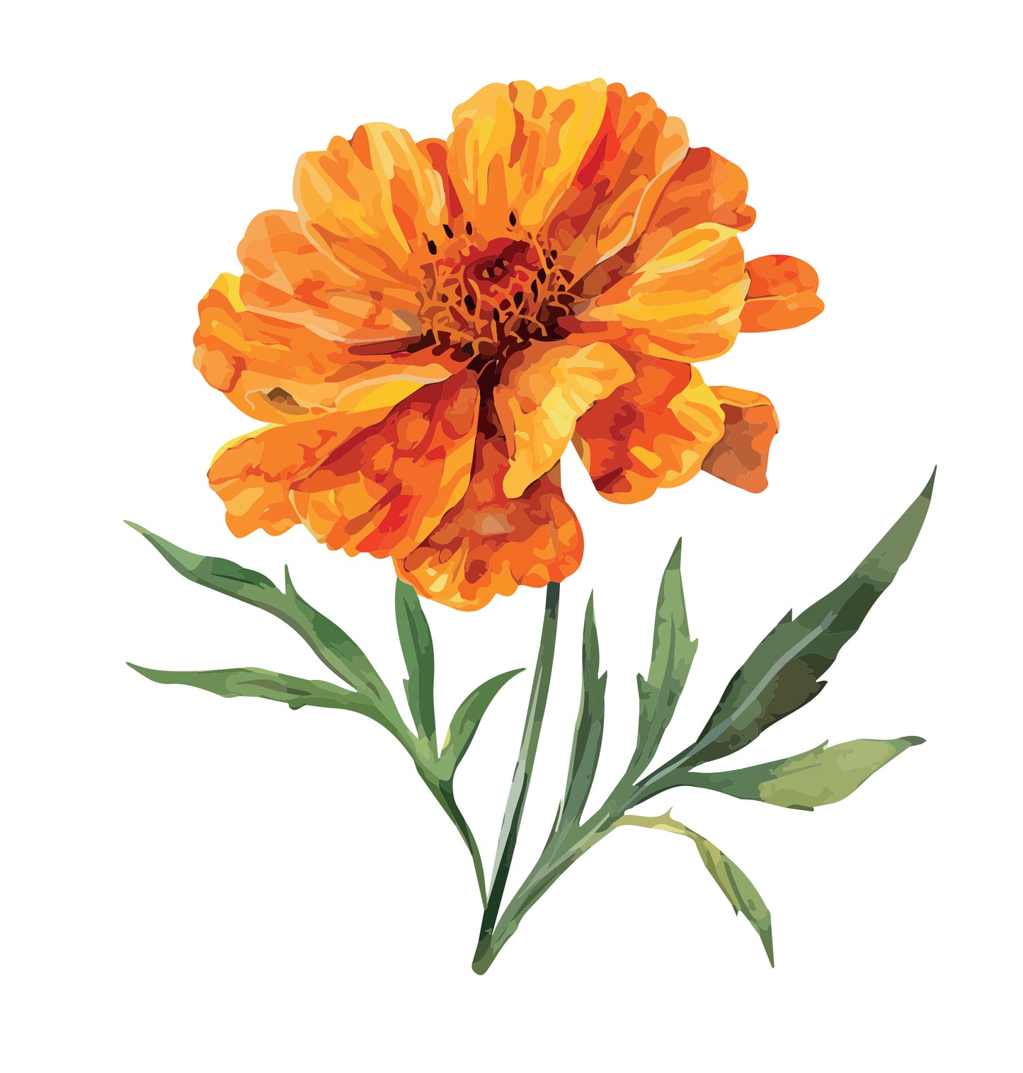 Educational Planting Project Pack - Marigold