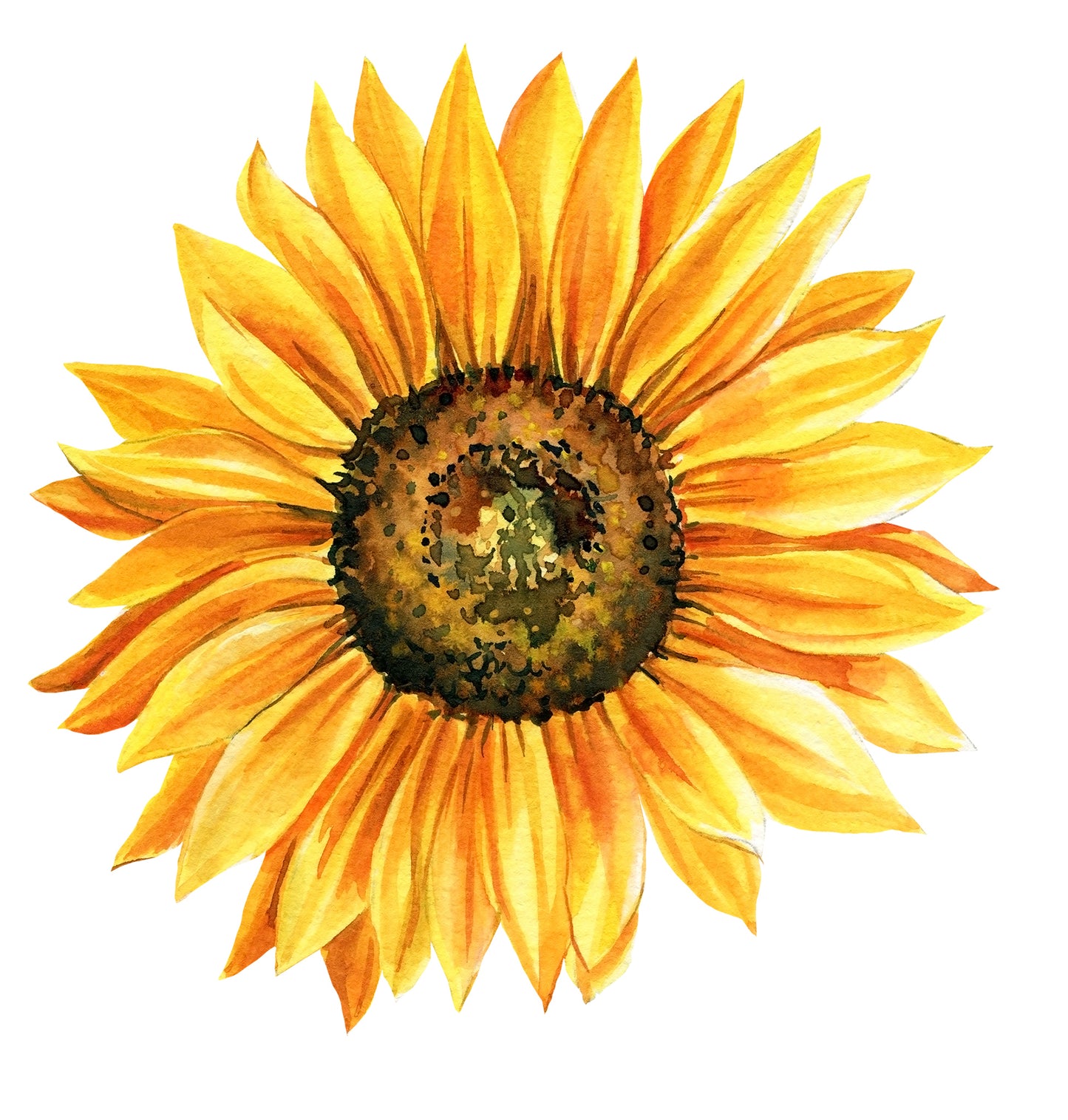 Educational Planting Project Pack - Sunflower